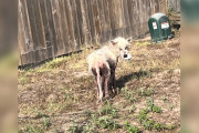 【海外】「学校近くで見つけた無毛犬、教師の手で運命が一変！心温まる救助ストーリー」
