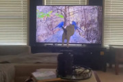 テレビに映った小鳥を捕獲しようとしてテレビに衝突してしまった猫ちゃん（アメリカ）
