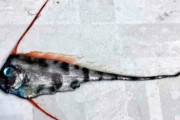 【韓国の反応】日本で大地震の前兆を予知する魚を捕獲、韓国「放射能の汚染水のせいで出てきたんじゃないの？」