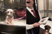 【海外】「毎日コンシェルジュを訪れる犬、クリスマスにサプライズプレゼントを贈る！その感動の瞬間とは？」
