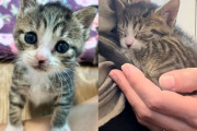 【海外】「郵便受けの近くで発見された子猫、諦めずに最高の猫に育ち、みんなの心をつかむ特別な魅力を持つ」
