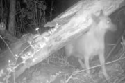 【海外】「賢い野良犬が救助隊を6ヶ月も出し抜く！彼らが試行錯誤する理由とは？」