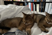外国人「子猫の兄妹にキュートな日本語の名前をつけたい、何がいい？」