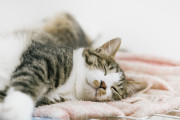 海外「野球場に猫が乱入した結果ｗｗｗ」レフェリーによるコミカルな救出動画が話題に