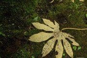 海外「ストレスの多い日本文化を考えれば、国民にとって有益なものだ」大麻取締法に対する外国人の反応