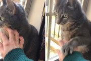 人間「さぁ撫でてあげよう」猫「いいえ結構です」