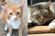 【海外】新婚旅行中のカップルが猫を飼おうとしたら、まさかの2匹！異なるエリアからやってきた猫たちのストーリー
