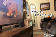 ライオンキングの父の最期のシーンを見て悲しみの声を上げる犬