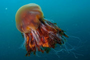 「海の怪物」と呼ばれる超巨大クラゲがイギリスの海岸に打ち上がるｗｗｗｗ