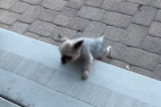 海外「段差が苦手すぎる犬の挑戦をご覧ください」→「おチビちゃんには悪いけど、めっちゃ笑ったｗｗｗ」「あの回転技にはやられたわ」「彼は決して諦めない」