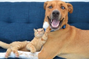 飼い猫の前足がもげたように見える恐ろしい画像が話題に！ 心臓発作起こすレベルｗｗｗｗ