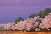 海外「100点満点です！日本は美しいですね…」日本の美しい風景（海外の反応）