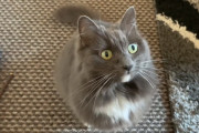 ねぇ、お菓子ちょうだい♡お菓子をおねだりするフワフワで可愛い猫ちゃんの仕草にメロメロ