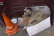 路上生活を余儀なくされたホームレス犬。旅行者の通報で無事に保護される