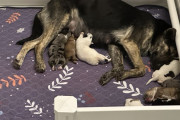 【海外】「冬の嵐から救出された18匹の犬たち—そして一匹が温かいシェルターで出産！」