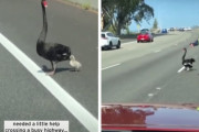 高速道路を渡ろうとする黒鳥親子！そこに通りがかりのドライバーさん達が降りてきて…(オーストラリア)
