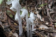 外国人「日本の山で謎すぎる植物を発見したがこれは何？？」