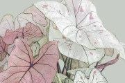 外国人「この謎の植物は何なのかみんな教えてくれないか！」