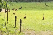 【海外】グアテマラで小さな恐竜みたいに見える不思議な光のマジック！