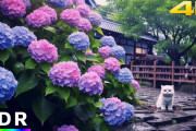 外国人「日本の梅雨の時期を歩いてみたんだが、なんでこんな幻想的なんだ？」