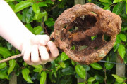 海外「凄い！」少年が川の土手で金属探知機を使ってアイルランドの名刀を発見！それがこちらです　海外で話題に！