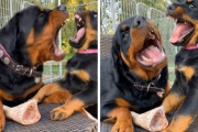 子犬の頃から強そう～！2匹のロットワイラーがオヤツの奪い合いをするところがなんだか可愛い！？