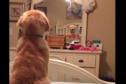 全世界共通な「ワンちゃんあるある！（Dog Logic）」に寄せられたコメントをご紹介！ 海外の反応