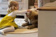 犬「お風呂は絶対イヤなの…」入りたくないオーラが凄いマラミュートと説得する女の子のやりとりが可愛い