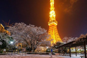 外国人「東京の初雪と光り輝く東京タワー」→「わぁ、すばらしいね。ほぼ完璧」「桜の木に積もった雪…とってもきれい」