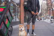 中国人「日本の庶民は、日本がアメリカの犬としてひれ伏すことをどう思っているのだろうか？」