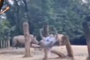 【東南亜】動物園のサイの展示スペースに侵入しバク転したTiktokerの男が逮捕される
