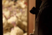 海外「イギリスの七面鳥が糞塗れで酷すぎる件。これをクリスマスに喜んで食べるのか？」