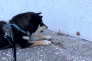 海外「柴犬を見ると笑顔になる！」カタツムリと格闘する柴犬がかわいい（海外の反応）