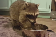 おやつの葡萄を一粒づつキレイに洗って美味しそうに食べるアライグマ