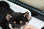 外国人「日本が犬と猫にマイクロチップ埋め込みを義務化、素晴らしい」