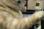 海外「一瞬本物の猫かと思った！これはハグしに行きたいな！」レジ打ちしてるアルバイトにゃんこ（海外の反応）