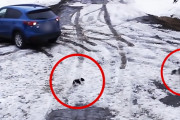 チワワに気づかず車をバックさせてしまった女性→意外なヒーローが現れチワワを救出！！