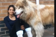 海外「熊よりデカい犬！？」　子犬のまま成長しすぎたワンコの日常。　　海外の反応