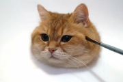 誰でも描ける！？Youtubeで話題になった「超リアルな猫の描き方」とは！(20万回再生) 海外の反応