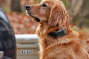 リードにつながなくても犬を導ける。世界初のバーチャルリードが誕生