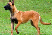 韓国人「犬を飼わなければならない理由がこれ」