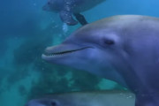 イルカの面白すぎる行動がこちらｗｗｗｗｗｗｗ
