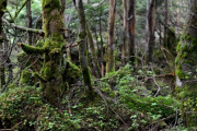 もし橋から飛び降りようとしている人を見つけて止めようとしたときに最初にかける言葉は何が良いの？海外の反応