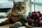 【海外】猫はぶどうを食べてもいいの？絶対にダメな理由とは！
