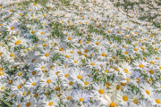 海外「日本とかいう美しすぎる国」フラワーパーク浦島で撮影された写真が話題に