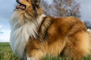 海外「人間でいることを放棄するなんて人生の終わり？」日本には犬になる夢を叶えた人がいる