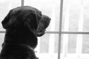 飼い犬が向かいの建物に住む犬に恋をした。毎日窓際に座り続けるせつない犬の恋物語