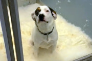 スノードームかな？ケージの中を雪景色に変えたいたずらっ子な保護犬