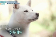 韓国人「韓国の珍島犬を見た米国人の反応をご覧ください」
