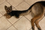 外国人「新種かと思ってしまった犬を世界から集めてみたぞ！」